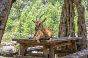 Samaria Gorge